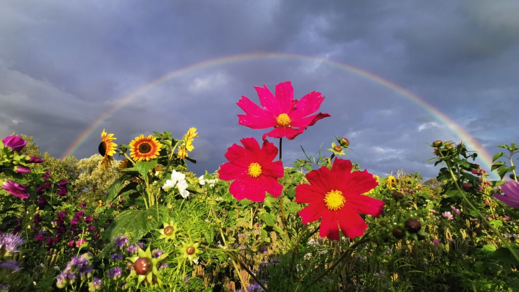 Regenbogen_Blumen